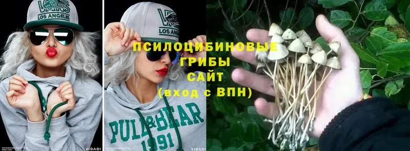 Галлюциногенные грибы Cubensis  OMG tor  Тавда 